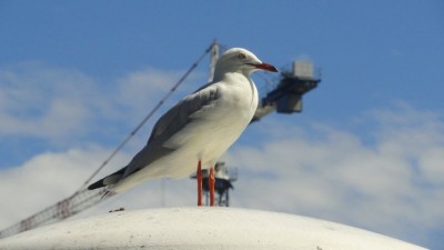 Yet another seagull.jpg