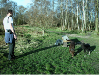 Ellie, Lister and Tilly, bounding around. Loxley Common, Sheffield..png