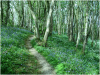 Masses of Bluebells and Wild Garlic (Ransomes) .png