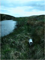 Ellie, sniffing her way along the bank of the Southern part of Alemoor Loch..png