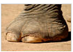 elephantfoot.png