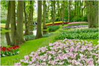 Tulips at Kikkenhoff.png