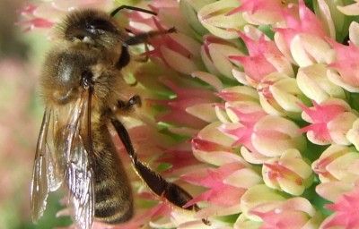 Bee.jpg
