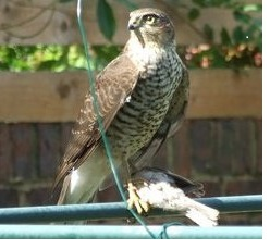 Sparrow Hawk1.png