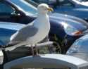 Seagull