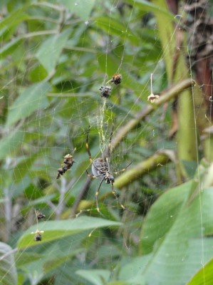 Australian Spider.jpg