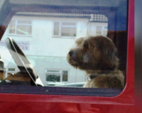 dog.png
