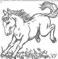horse.jpg